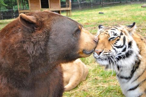Bear and tiger at Noah's Ark Animal Sanctuary in Locust Grove, Georgia