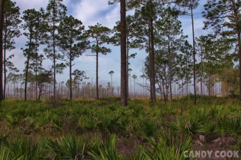 Okefenokee National Wildlife Refuge in Folkston, Georgia