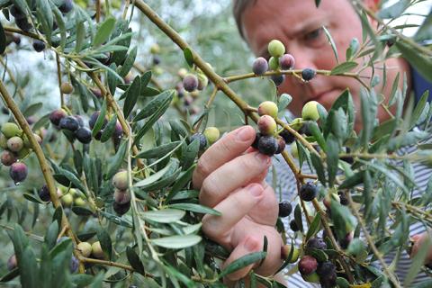 Olives at Georgia Olive Farms