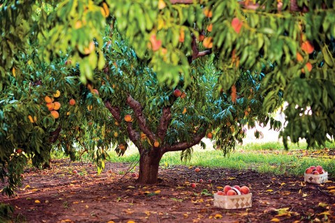 A peach tree with baskets of peaches underneath it at Jaemor Farms in Alto, Georgia