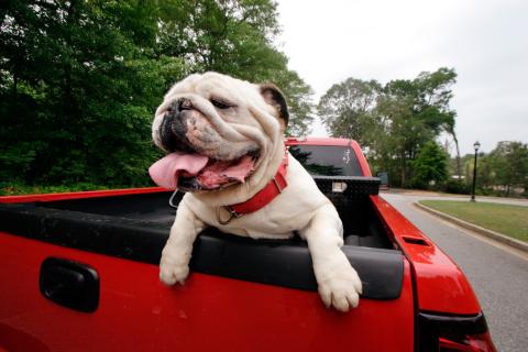 Pet-friendly Athens - Milledge Avenue