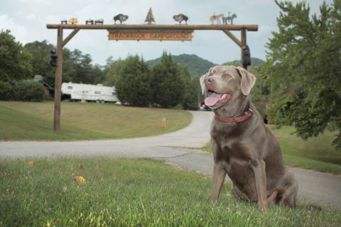 Pet-friendly Blairsville - Trackrock Campground