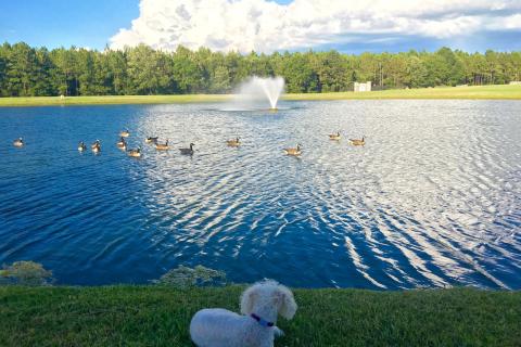 Pet-friendly Dublin - Southern Pines Park
