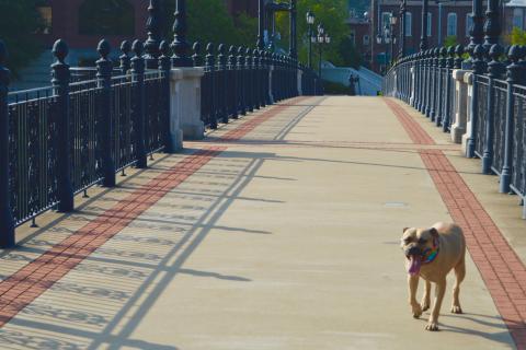 Pet-friendly trails in Rome, Georgia