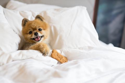 Miss Zoe at Hotel Indigo Savannah Historic District