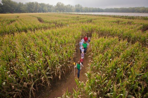 Corn maze