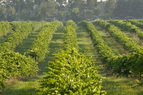 Still Pond Vineyard in Arlington, Georgia