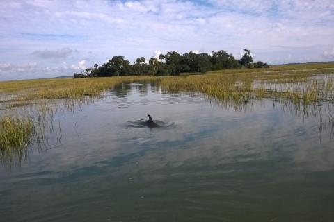 Dolphin spotted with Sundial Charters in Tybee Island, Georgia