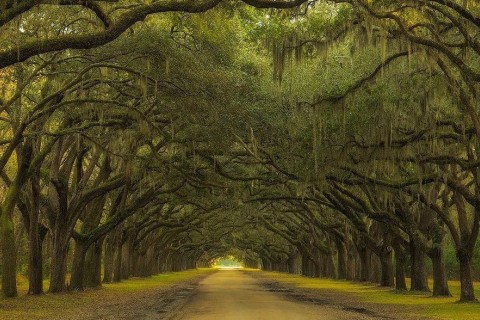 Wormsloe State Historic Site