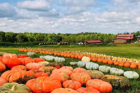 A Georgia pumpkin patch at Jaemor Farms in Alto, Georgia. Photo by Parker Whidby