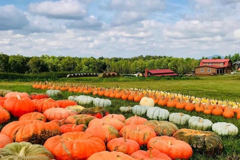 A Georgia pumpkin patch at Jaemor Farms in Alto, Georgia. Photo by Parker Whidby