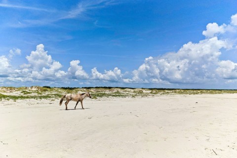 Feral horse on the beach at Cumberland Island, Georgia