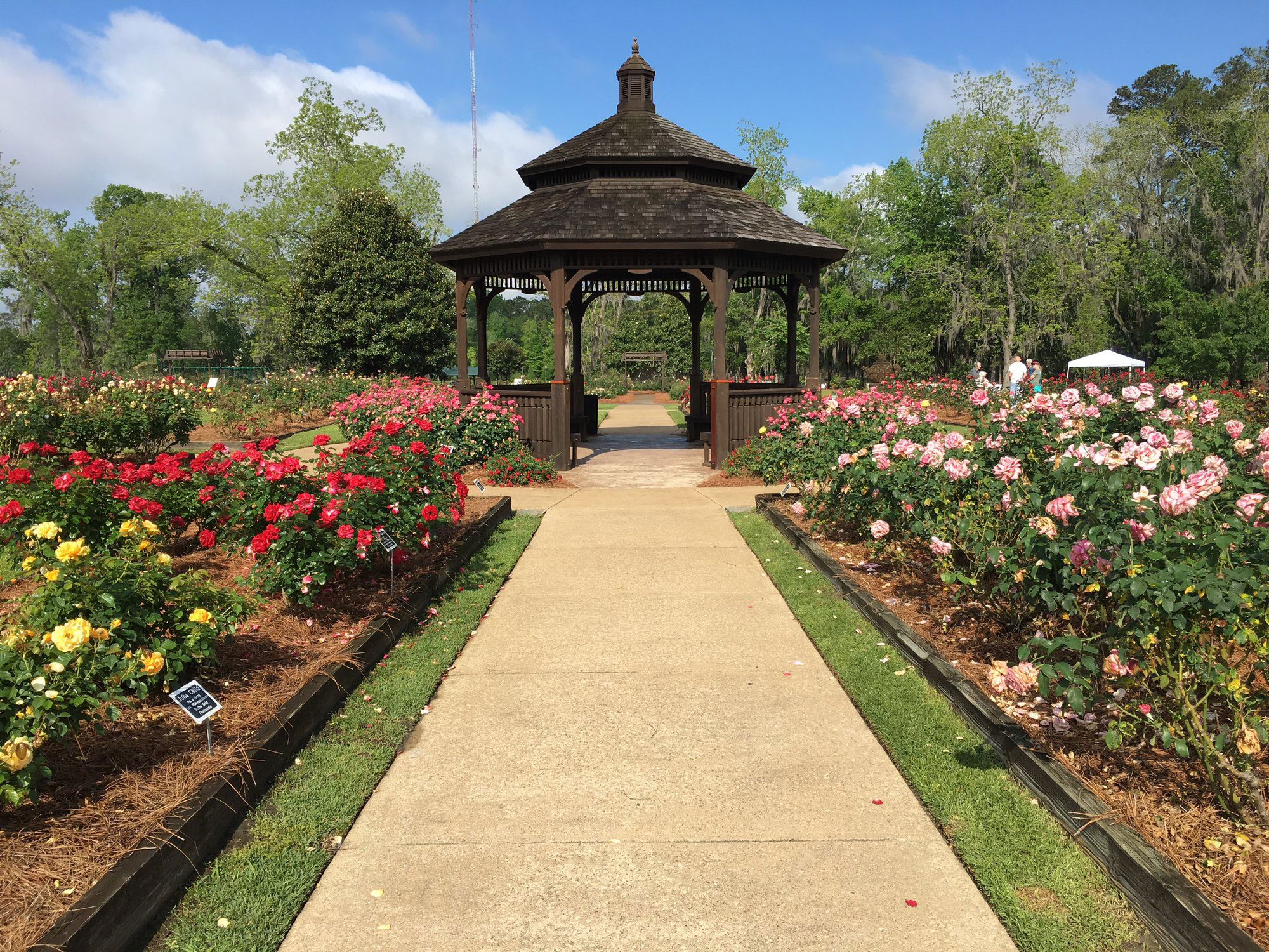 Thomasville Rose Garden in Thomasville, Georgia