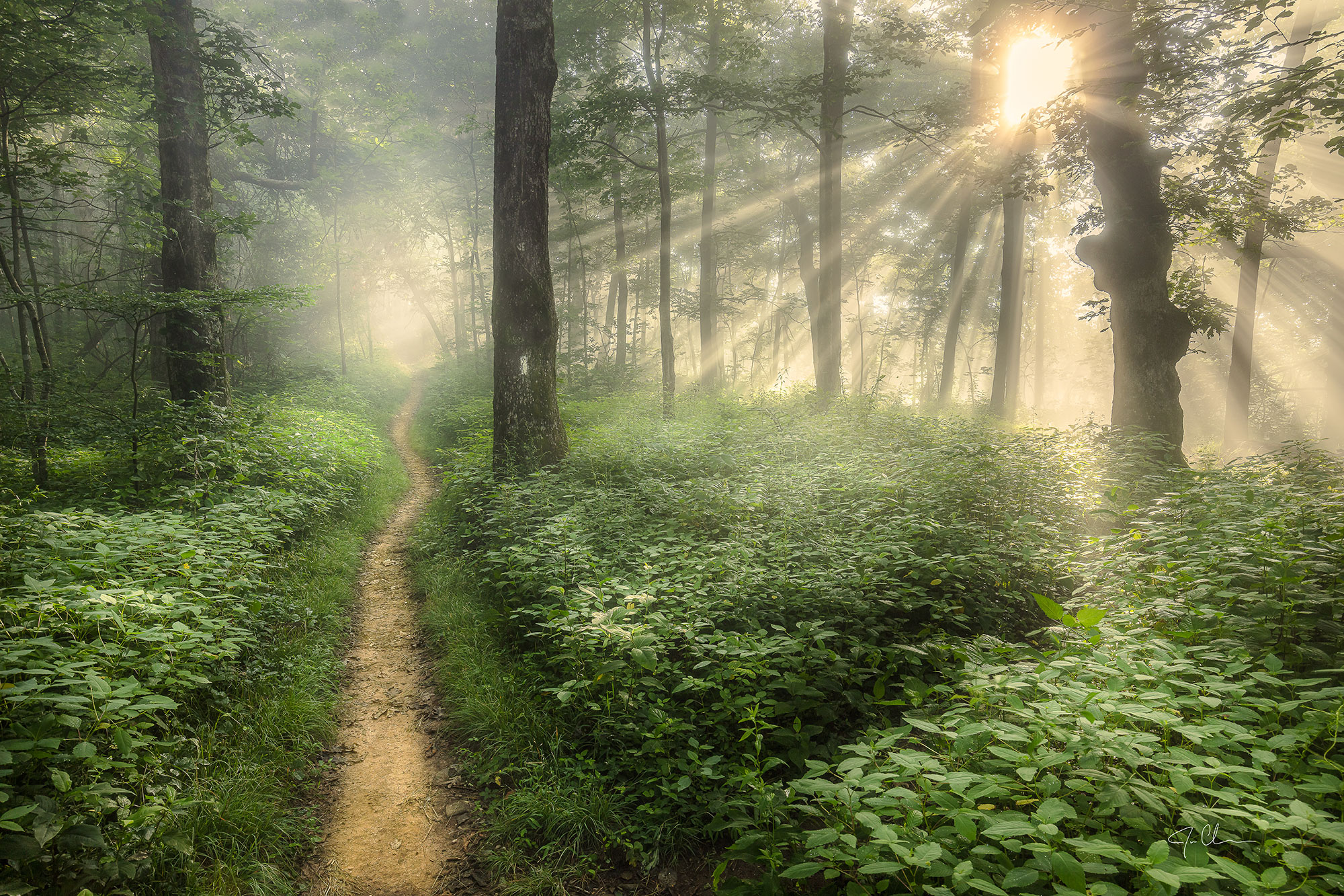 Trail in the Chattahoochee-Oconee National Forest in North Georgia. Photo by Jason Clemmons