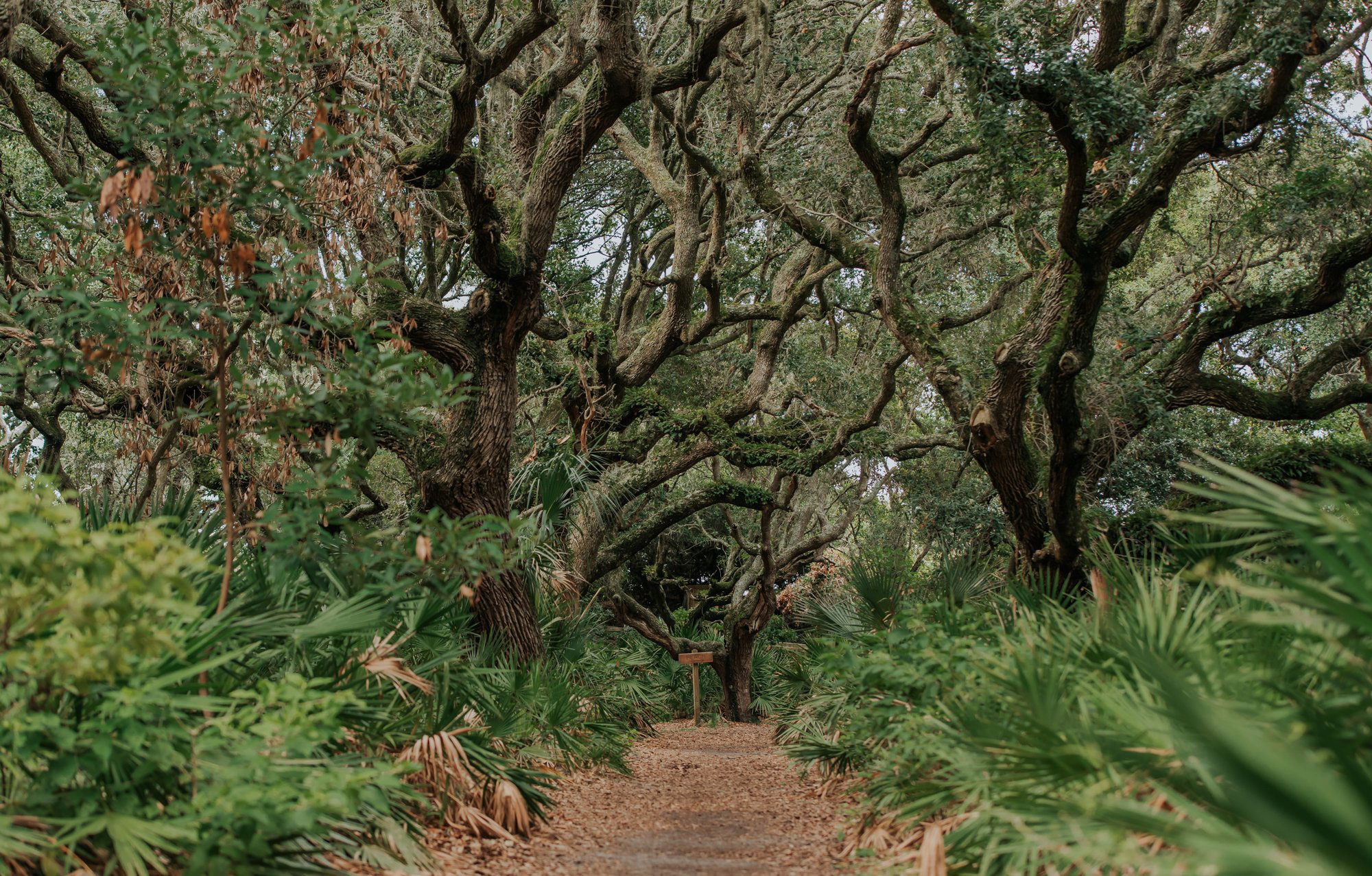 Trail on Cumberland Island, Georgia