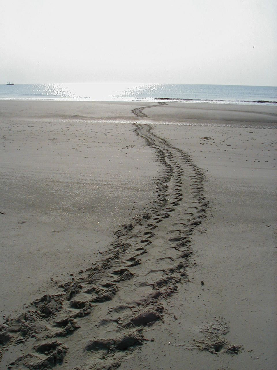Turtle tracks on the beach. Photo courtesy Georgia Department of Natural Resources