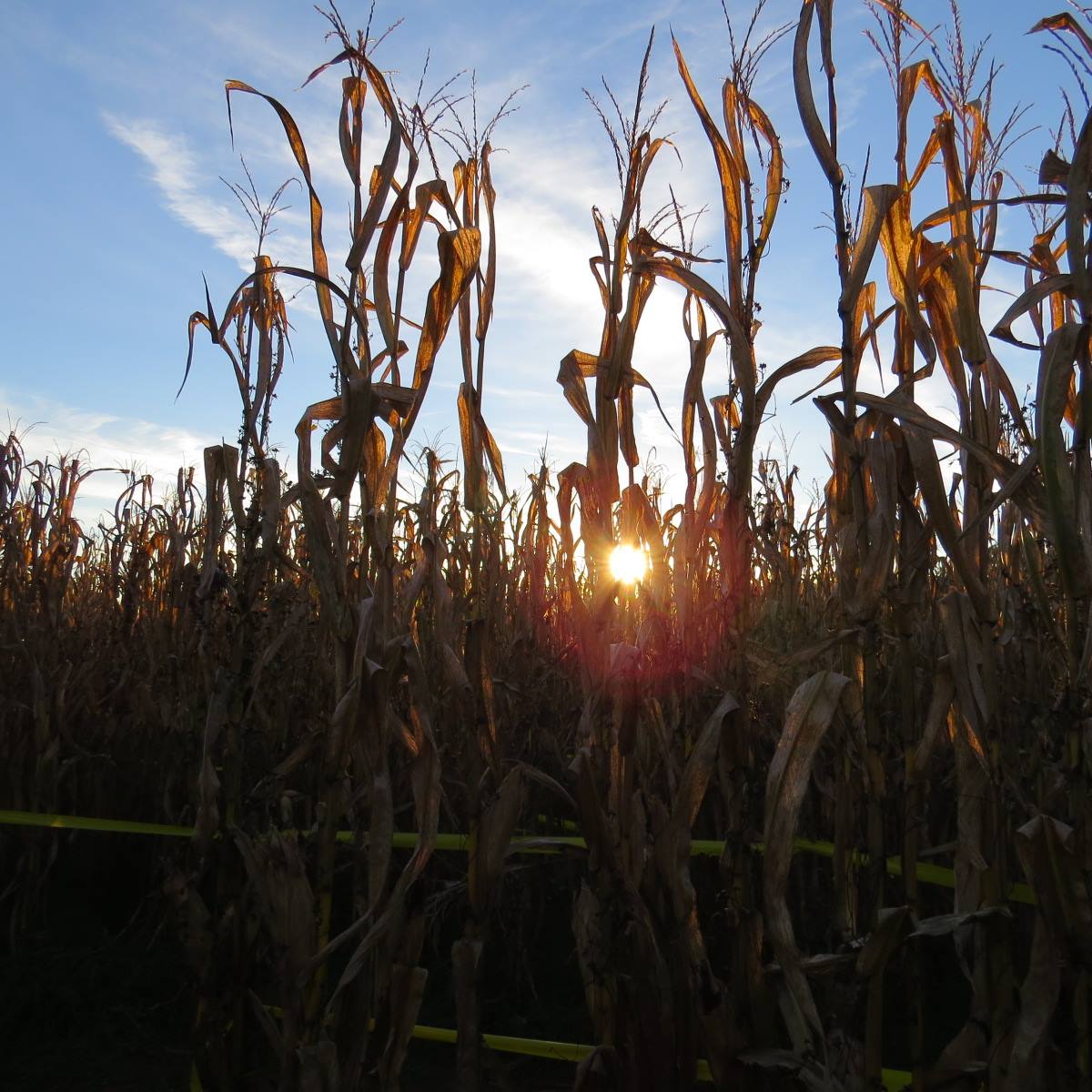 Uncle Shuck's Corn Maze in Dawsonville, Georgia