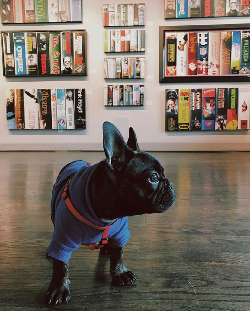 Pet-friendly Vinings Gallery in Roswell, Georgia. Photo credit @viningsgallery