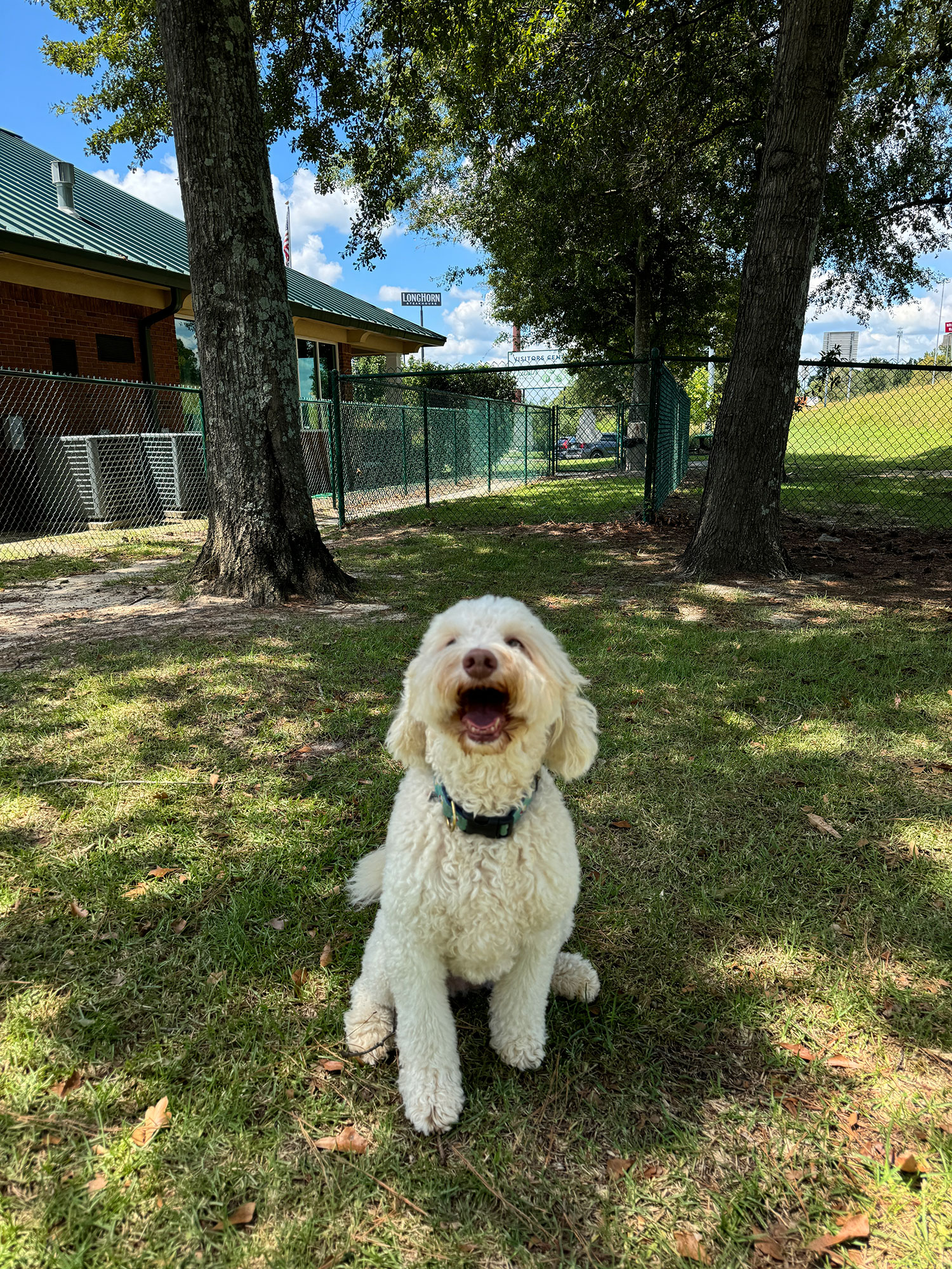 White dog outside the Dublin Visitors Center in Dublin, Georgia