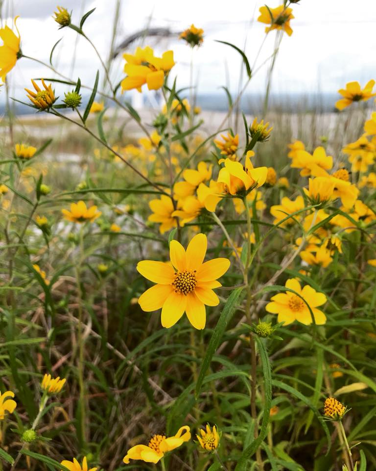Yellow daisies blooming on Stone Mountain